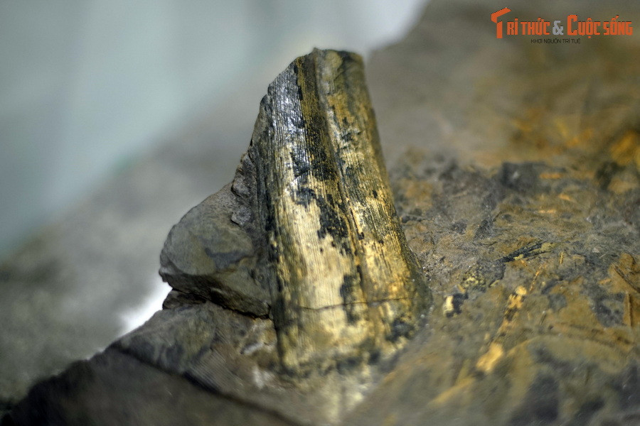 Đây là một trong nhiều mẫu thực vật hóa than được thu thập ở bể than Quảng Ninh, nằm trong bộ sưu tập của Bảo tàng Hóa thạch Hà Nội. Tọa lạc ở khu vực duyên hải Đông Bắc Việt Nam, bể than Quảng Ninh là bể than lớn bậc nhất Đông Nam Á.