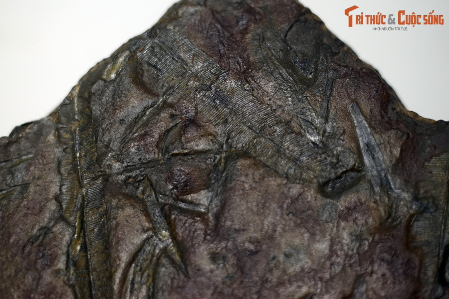 Có thể thấy một cách rõ ràng rằng tập hợp thực vật Trias muộn Nori-Ret của vùng Hòn Gai thuộc Quảng Ninh cho chúng ta biết chúng đã sống trong vùng nhiệt đới – cận nhiệt đới, nóng, ẩm, mưa nhiều.