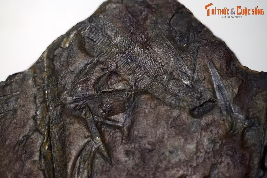 Có thể thấy một cách rõ ràng rằng tập hợp thực vật Trias muộn Nori-Ret của vùng Hòn Gai thuộc Quảng Ninh cho chúng ta biết chúng đã sống trong vùng nhiệt đới – cận nhiệt đới, nóng, ẩm, mưa nhiều.