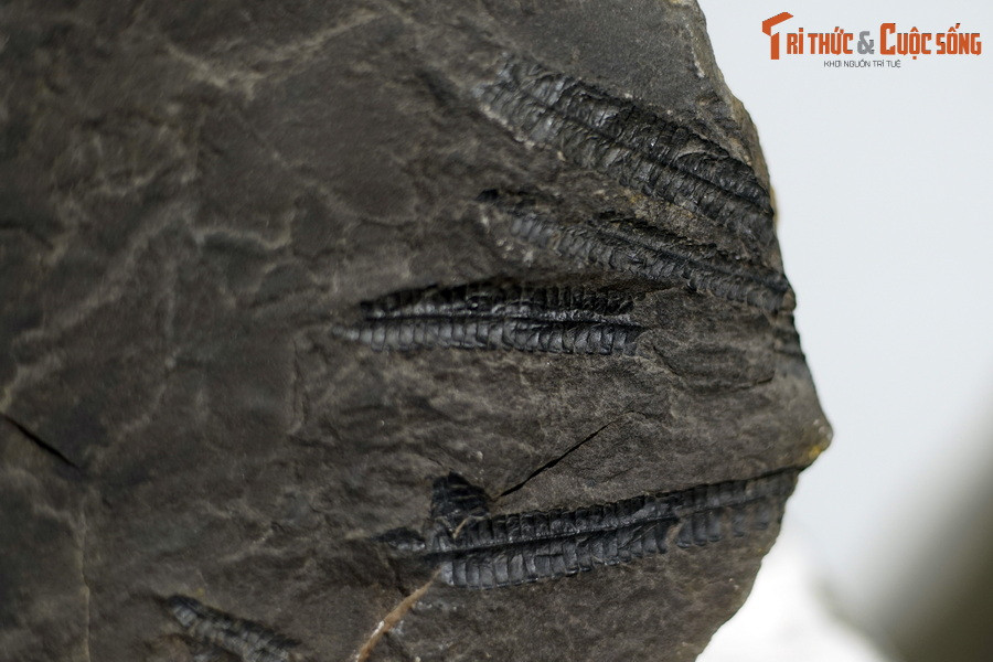 Theo tài liệu của Bảo tàng Hóa thạch Hà Nội, chỉ trong khoảng 30 triệu năm của thời gian Trias muộn (cách đây 228-203 triệu năm) thực vật đã phát triển hưng thịnh ở nhiều nơi trên thế giới và tạo nên một hệ thực vật được gọi là hệ thực vật T3 Nori- Ret.