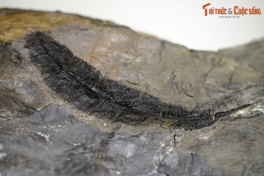 Từ cuối thế kỷ 19 đến nay, trong trầm tích chứa than của bể than khổng lồ này, người ta đã tìm thấy vô số vết in lá và các thân cây hóa đá hoặc hóa than.