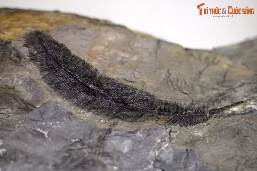 Từ cuối thế kỷ 19 đến nay, trong trầm tích chứa than của bể than khổng lồ này, người ta đã tìm thấy vô số vết in lá và các thân cây hóa đá hoặc hóa than.