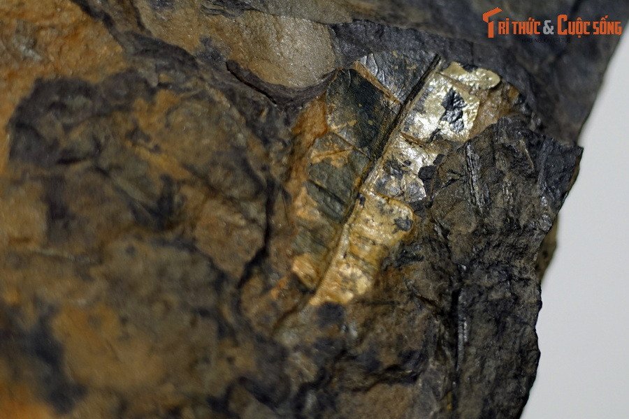 Các vết in lá ở bể than này cho phép xác định các phân loại khác nhau của cổ thực vật thời Trias xa xưa theo phân loại hình thái và cho phép suy đoán về hệ sinh thái mà thực vật đã tồn tại trong hơn 200 triệu năm về trước.