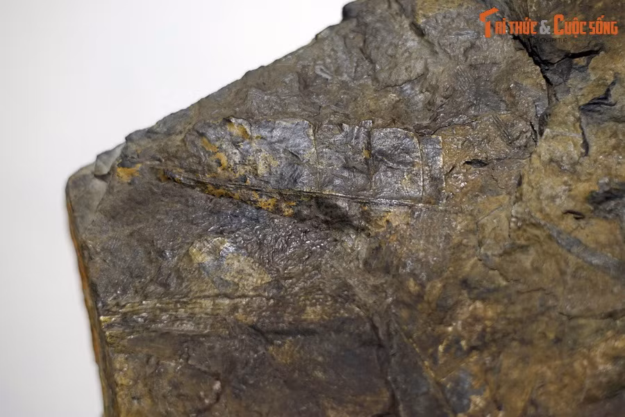 Một số mẫu hóa thạch ở bể than Quảng Ninh là tập hợp các thảm lá dày thể hiện cho sự rụng lá của cây phát triển theo mùa.