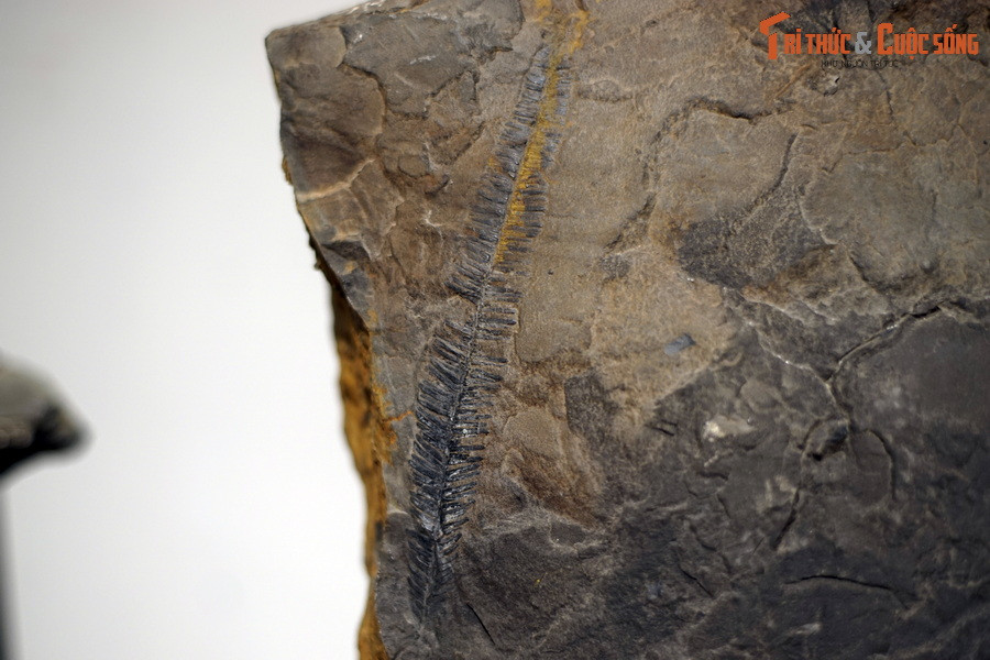 Ở Việt Nam, hệ thực vật này đã tồn tại và sinh sống trong môi trường cổ xưa vô cùng thích hợp để hình thành một rừng cây khổng lồ, trải qua quá trình hình thành trầm tích đặc biệt đã tạo nên bể than Quảng Ninh.