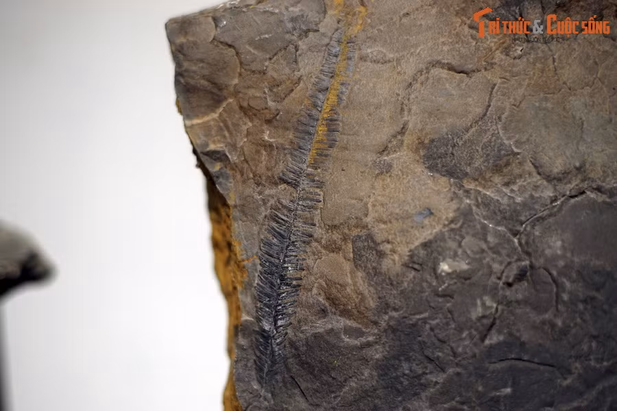 Ở Việt Nam, hệ thực vật này đã tồn tại và sinh sống trong môi trường cổ xưa vô cùng thích hợp để hình thành một rừng cây khổng lồ, trải qua quá trình hình thành trầm tích đặc biệt đã tạo nên bể than Quảng Ninh.