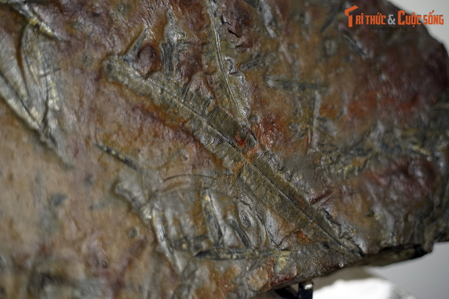 Theo đó, hai nhóm thực vật thống trị trong tập hợp hóa thạch của hệ thực vật Hòn Gai là Tuế và Dương xỉ. Đây là những ngành đặc trưng cho thực vật thuộc rừng cây thường xanh vùng nhiệt đới và cận nhiệt đới.