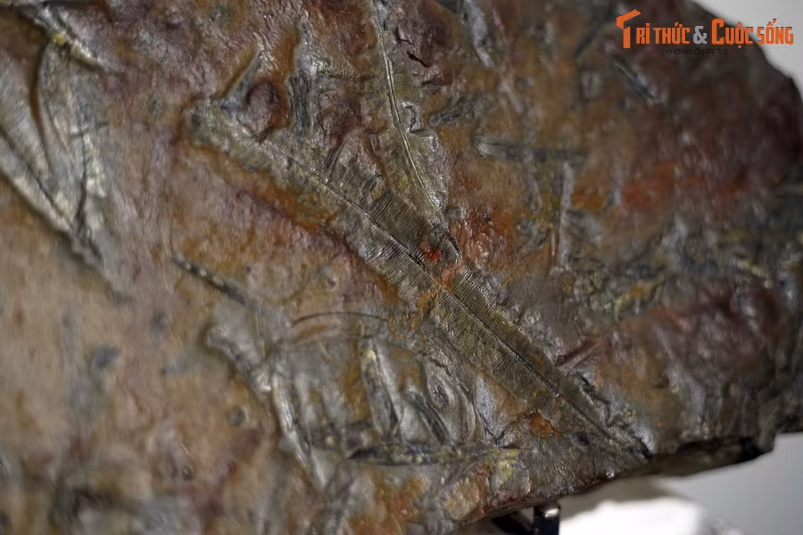 Theo đó, hai nhóm thực vật thống trị trong tập hợp hóa thạch của hệ thực vật Hòn Gai là Tuế và Dương xỉ. Đây là những ngành đặc trưng cho thực vật thuộc rừng cây thường xanh vùng nhiệt đới và cận nhiệt đới.