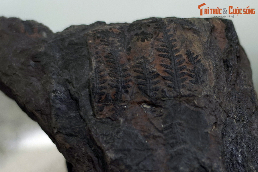 Điều này phù hợp với các nghiên cứu kiến tạo mảng khi khôi phục lại vị trí của Việt Nam trong giai đoạn đó, thuộc về vùng nhiệt đới của Bắc bán cầu...