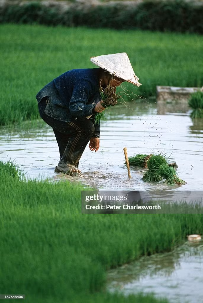 Người nông dân cấy lúa trên cánh đồng ở ngoại ô Vientiane.
