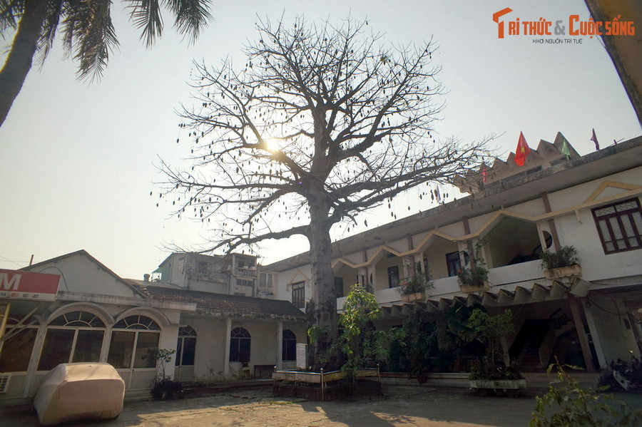 1. Nhiều người không khỏi ngạc nhiên khi biết ngay giữa Kinh thành Huế (TP Huế) có một cây bao báp cổ thụ đứng sừng sững. Đó là cây bao báp nằm trong khuôn viên nhà khách Điện Biên 2 trên đường Mai Thúc Loan.