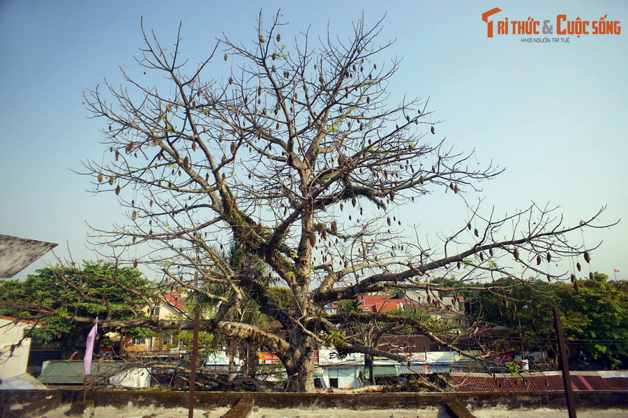 Trải qua nhiều thập niên ở nơi "đất khách quê người", cây bao báp trong Kinh thành Huế vẫn sinh trưởng tốt, đều đặn ra hoa kết trái hàng năm. Từ cây bao báp này, các chuyên gia nông nghiệp đã nhân giống thành công hàng trăm cây bao báp con và đưa đi trồng tại nhiều địa phương khác.