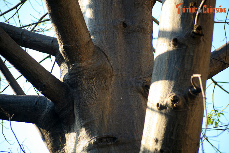 Cây bao báp này được trồng từ hạt giống do thầy Nguyễn Quý Tuấn, nguyên giảng viên khoa Sinh vật của trường mang về từ Angola năm 1993.
