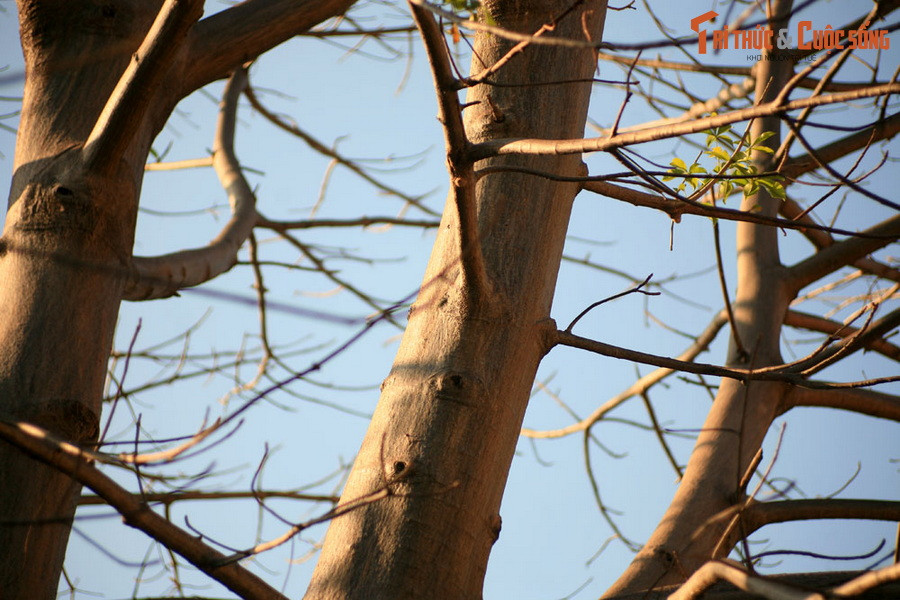 Ngoài cây bao báp ở ĐH Sư phạm, TP HCM còn ba cây bao báp khác nhỏ và ít được biết đến hơn, được trồng ở Thảo Cầm Viên Sài Gòn.