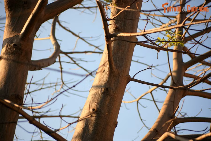 Ngoài cây bao báp ở ĐH Sư phạm, TP HCM còn ba cây bao báp khác nhỏ và ít được biết đến hơn, được trồng ở Thảo Cầm Viên Sài Gòn.