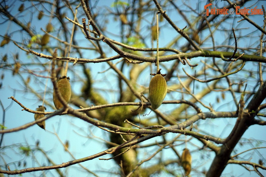 Trên thế giới, có 8 loài cây bao báp khác nhau đã được ghi nhận, cùng nằm trong chi Adansonia. Theo các nhà khoa học Việt Nam, cây bao báp ở Huế thuộc loài bao báp Grandidier (Adansonia grandidieri). Đây là loài cây bản địa ở châu Phi và Australia.