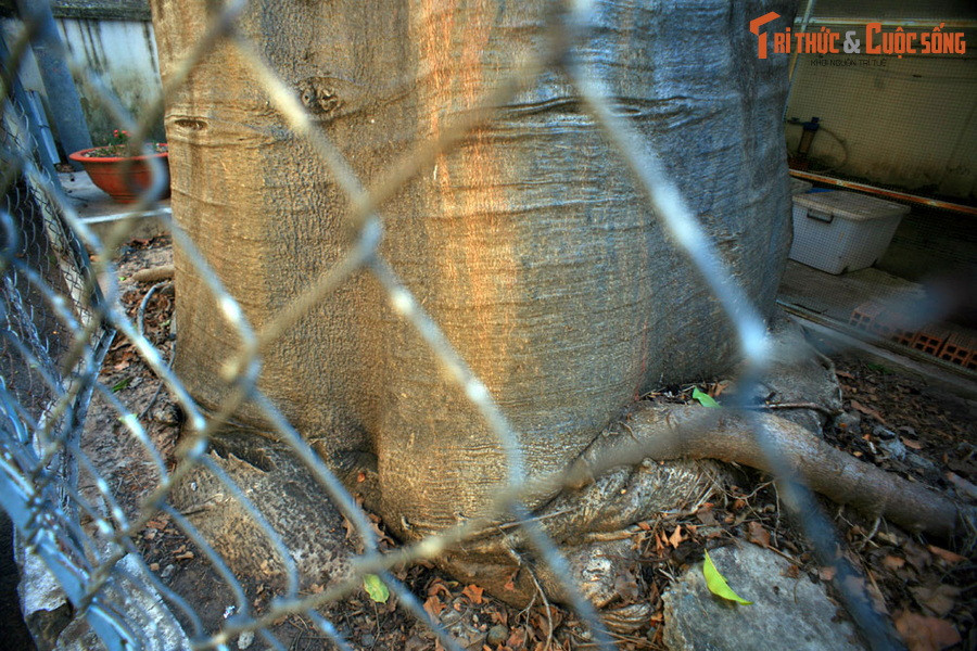 Dù có tuổi đời "trẻ hơn" nhiều so với "người anh em" ở Huế, nhưng cây đã có kích thước rất "khủng" với chu vi gốc cỡ 3 mét, chiều cao khoảng 15 mét. Hiện chưa rõ cây thuộc loài nào trong chi Adansonia.