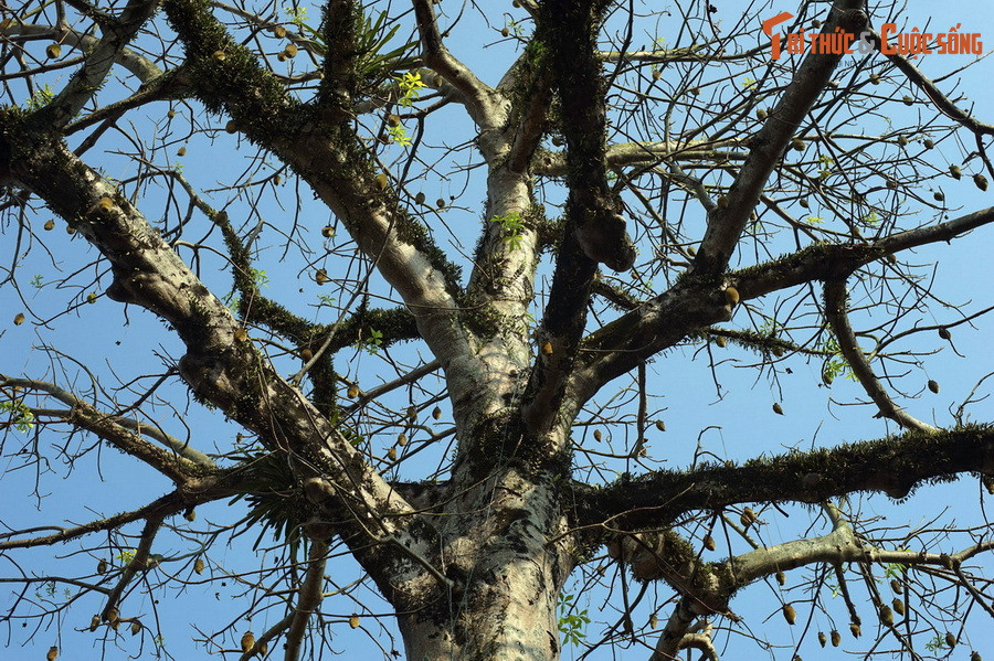 Theo các tài liệu được lưu giữ, cây bao báp này có nguồn gốc từ châu Phi, do kỹ sư lâm nghiệp Nguyễn Hữu Đính mang từ Pháp về trồng ở Huế vào khoảng năm 1950. Đến nay cây đã trên 70 tuổi.