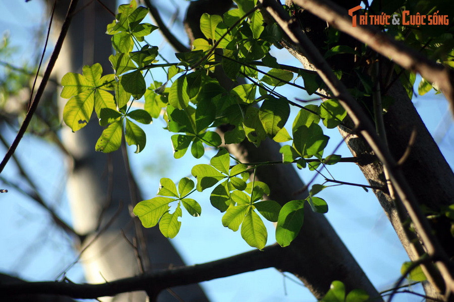 Được biết, đại diện Thảo Cầm Viên cũng đã từng đến ĐH Sư phạm TP HCM xin đưa cây bao báp này về trồng nhưng nhà trường không đồng ý vì coi cây là một "báu vật” của trường.