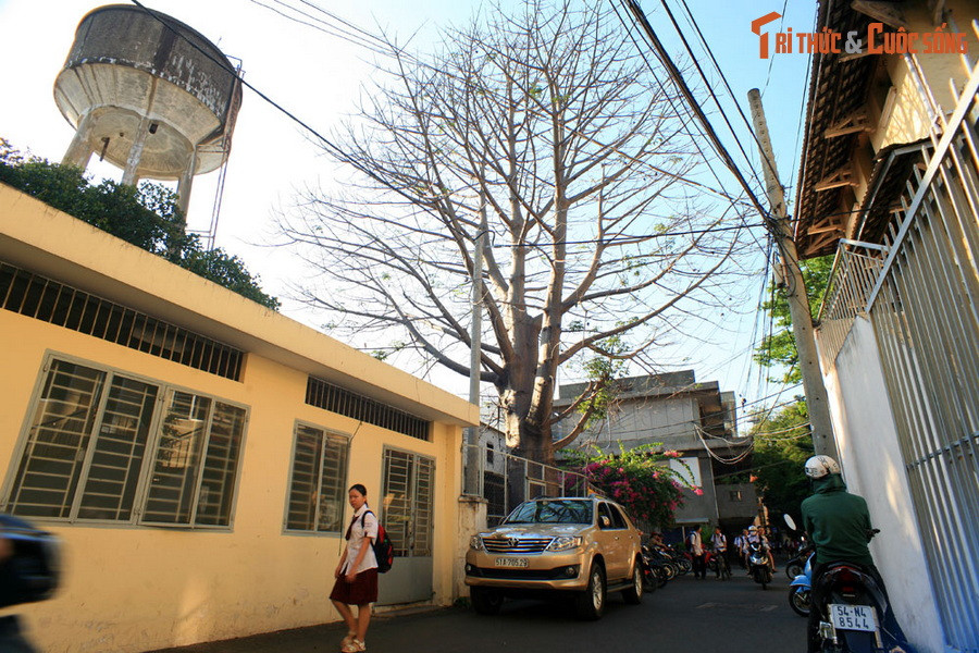 2. Ngay giữa lòng TP HCM cũng có một cây bao báp to lớn không thua kém gì cây bao báp ở Huế. Đó là cây bao báp nằm trong khuôn viên ĐH Sư phạm TP HCM.