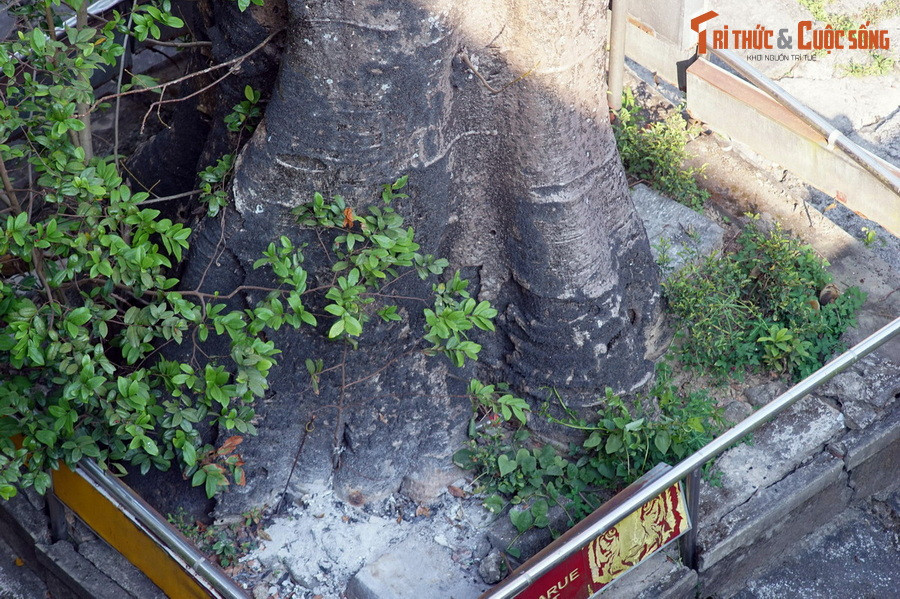 Cây bao báp cổ thụ này có chiều cao khoảng 20 mét, tán rất rộng với những cành vươn dài cả chục mét. Phần lớn nhất của gốc cây có chu vi trên 3 mét, phải vài người lớn đứng xung quanh mới ôm xuể.