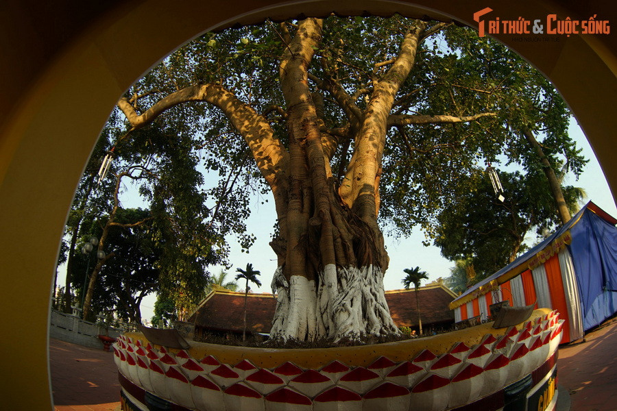 Vào năm 1959, chùa Trấn Quốc đón Tổng thống Ấn Độ Rajendra Prasad đến thăm. Ngài Tổng thống đã tặng chùa cây bồ đề là hậu duệ của gốc cây thiêng nơi Đức Phật Thích Ca Mâu Ni thành đạo cách đây hơn 25 thế kỷ.