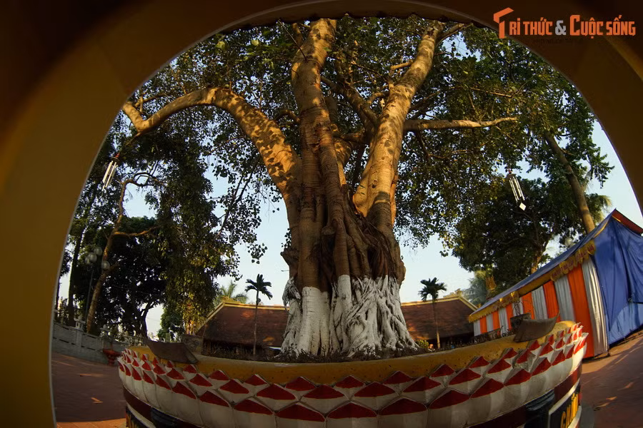 Vào năm 1959, chùa Trấn Quốc đón Tổng thống Ấn Độ Rajendra Prasad đến thăm. Ngài Tổng thống đã tặng chùa cây bồ đề là hậu duệ của gốc cây thiêng nơi Đức Phật Thích Ca Mâu Ni thành đạo cách đây hơn 25 thế kỷ.