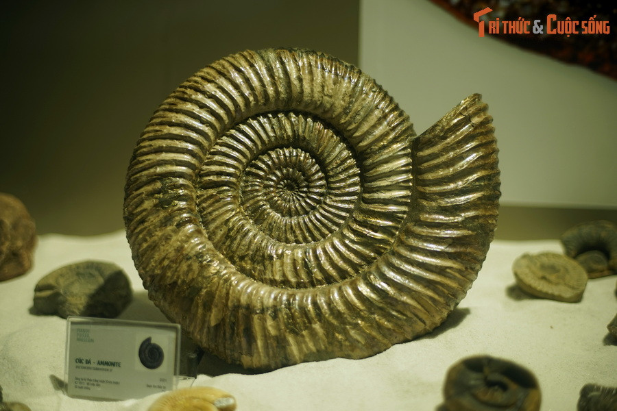 Một mẫu hóa thạch cúc đá trong bộ sưu tập cúc đá của Bảo tàng Hóa thạch Hà Nội. Cúc đá (Ammonite) là tên gọi chung của nhóm động vật biển không xương sống xuất hiện trong kỷ Devon (khoảng 420 triệu năm trước) và tuyệt chủng cuối kỷ Creta (khoảng 66 triệu năm trước).
