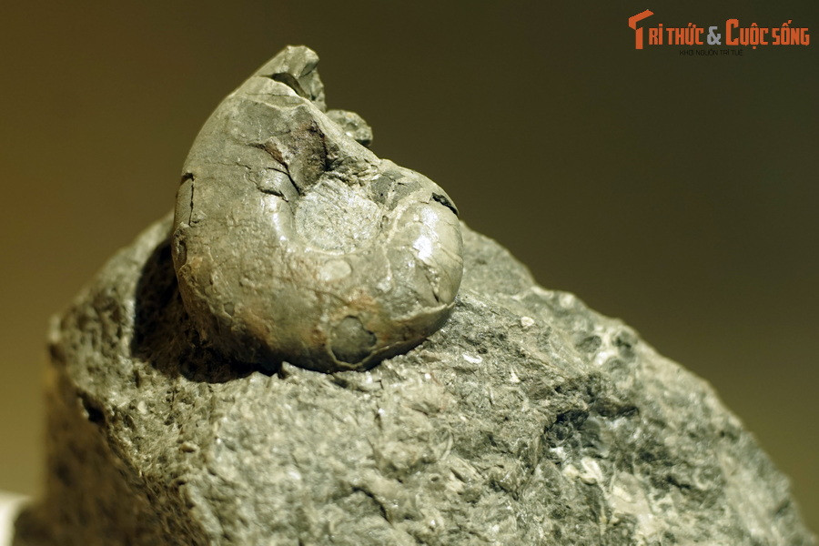 Trên phương diện phân loại học, cúc đá thuộc lớp chân đầu (Cephalopoda), có quan hệ gần gũi với các dạng còn sống như mực, bạch tuộc, đặc biệt là ốc anh vũ – đại diện duy nhất của động vật chân đầu có vỏ ngoài còn tồn tại đến ngày nay.