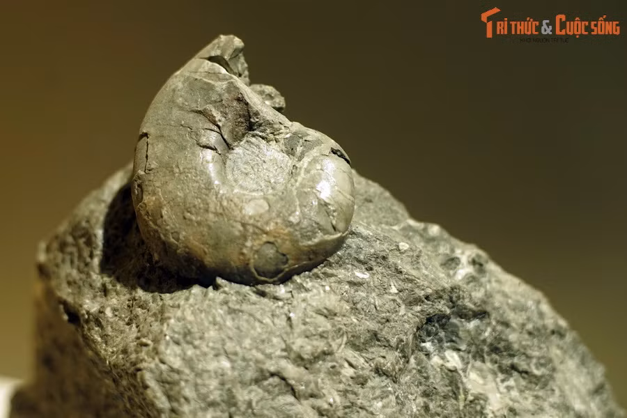 Trên phương diện phân loại học, cúc đá thuộc lớp chân đầu (Cephalopoda), có quan hệ gần gũi với các dạng còn sống như mực, bạch tuộc, đặc biệt là ốc anh vũ – đại diện duy nhất của động vật chân đầu có vỏ ngoài còn tồn tại đến ngày nay.