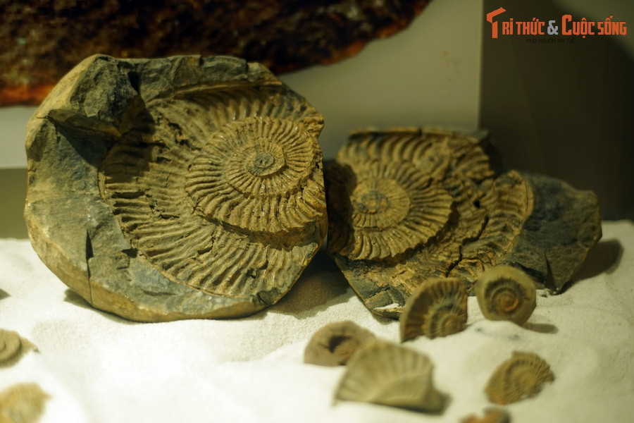 Với những tay râu (xúc tu) đặc biệt phân bố ở gần đầu giống như mực, bạch tuộc, chúng di chuyển theo kiểu thủy phản lực, phụt ra phía trước một lượng nước qua phễu.