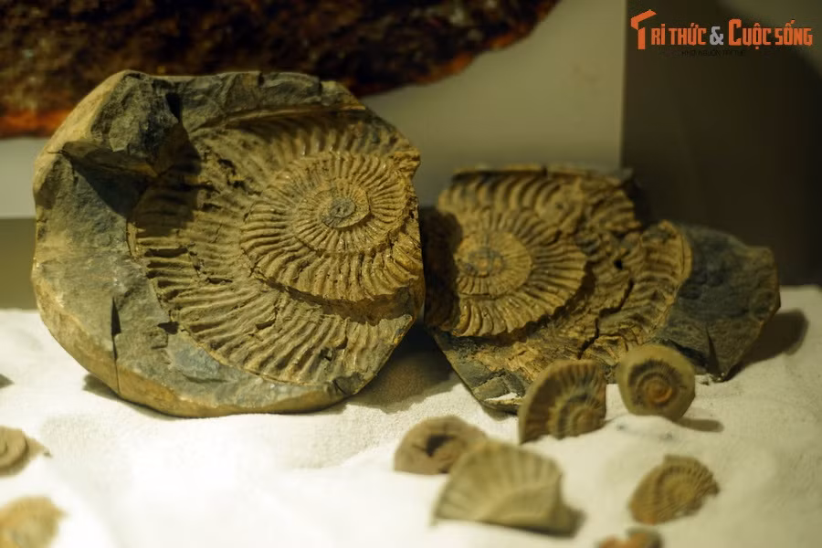 Với những tay râu (xúc tu) đặc biệt phân bố ở gần đầu giống như mực, bạch tuộc, chúng di chuyển theo kiểu thủy phản lực, phụt ra phía trước một lượng nước qua phễu.