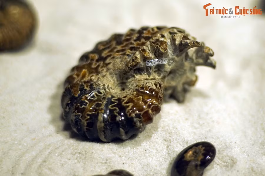 Cúc đá có 3 kiểu vỏ, tương ứng với 3 kiểu sống khác nhau: Kiểu vỏ cuộn khít (sống trôi nổi, lang thang), kiểu vỏ cuộn nửa ôm – cầu (trôi nổi, dịch chuyển lên xuống) và kiểu vỏ cuộn nửa ôm – dẹt (bơi lội tự do).