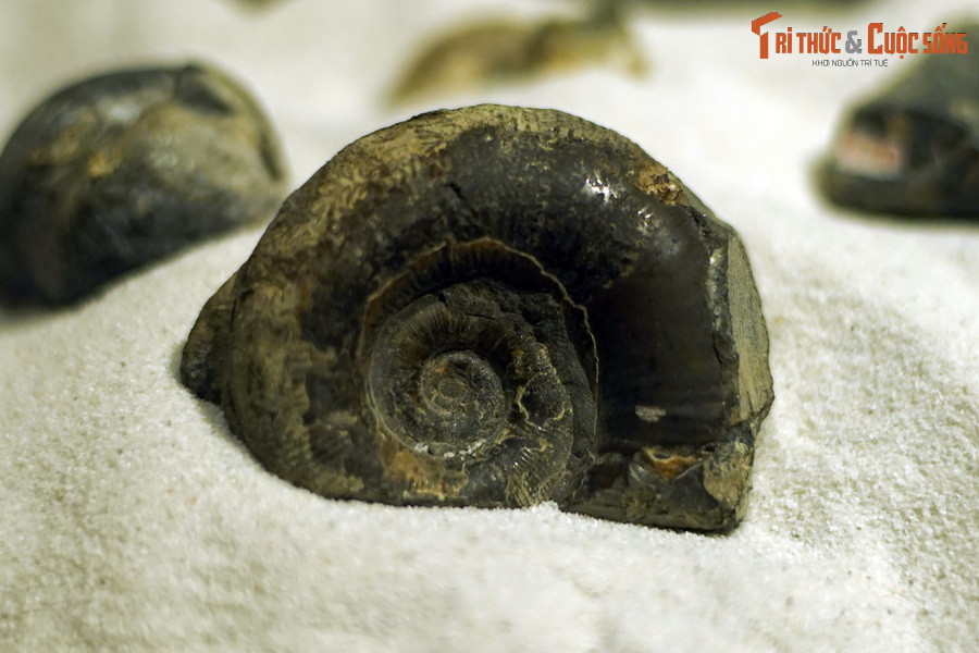 Trong suốt lịch sử tồn tại lâu dài của mình, các loài cúc đá đã sống sót sau nhiều cuộc tuyệt chủng hàng loạt trước khi chính thức chịu chung số phận với các loài khủng long. Dù vậy, hình ảnh của chúng vẫn được lưu giữ đến ngày nay qua các hóa thạch.