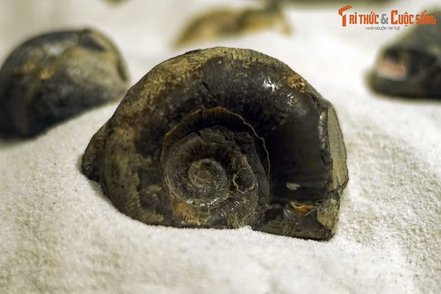 Trong suốt lịch sử tồn tại lâu dài của mình, các loài cúc đá đã sống sót sau nhiều cuộc tuyệt chủng hàng loạt trước khi chính thức chịu chung số phận với các loài khủng long. Dù vậy, hình ảnh của chúng vẫn được lưu giữ đến ngày nay qua các hóa thạch.