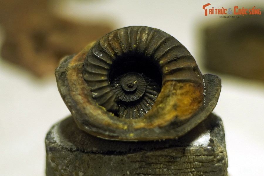 Trong ngành địa chất học, hóa thạch cúc đá có ý nghĩa to lớn trong việc xác định tuổi tương đối của những tầng đá chứa chúng. Đây cũng là hóa thạch chỉ mục, giúp xác định niên đại của các hóa thạch khác tìm thấy trong cùng lớp đá.