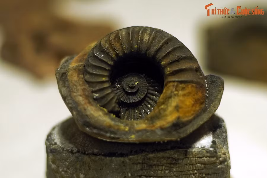 Trong ngành địa chất học, hóa thạch cúc đá có ý nghĩa to lớn trong việc xác định tuổi tương đối của những tầng đá chứa chúng. Đây cũng là hóa thạch chỉ mục, giúp xác định niên đại của các hóa thạch khác tìm thấy trong cùng lớp đá.