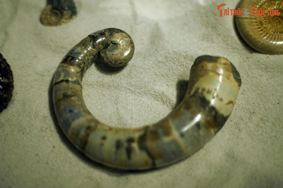 Cái tên Ammonite của những sinh vật này có từ 2 thiên niên kỷ trước, khi người Hy Lạp cổ gọi chúng là Ammonis Cornua – nghĩa là sừng của Ammon. Ammon là tên của vị thần Ai Cập cổ đại có sừng uốn cong như sừng cừu núi.