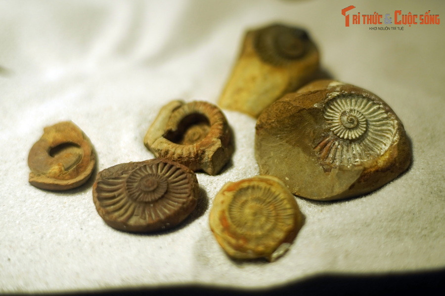 Cho đến nay, các nhà khoa học đã xác định được hơn 10.000 loài cúc đá từ các hóa thạch được tìm thấy gần như khắp nơi trên thế giới, trong đó có cả Việt Nam...