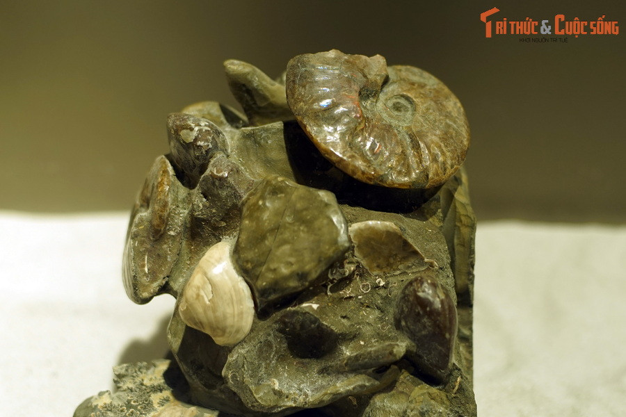 Do thói quen bơi lội tự do hoặc trôi nổi trên bề mặt biển nên khi chết đi, cúc đá sẽ rơi xuống đáy biển và dần bị chôn vùi trong lớp trầm tích tích tụ.