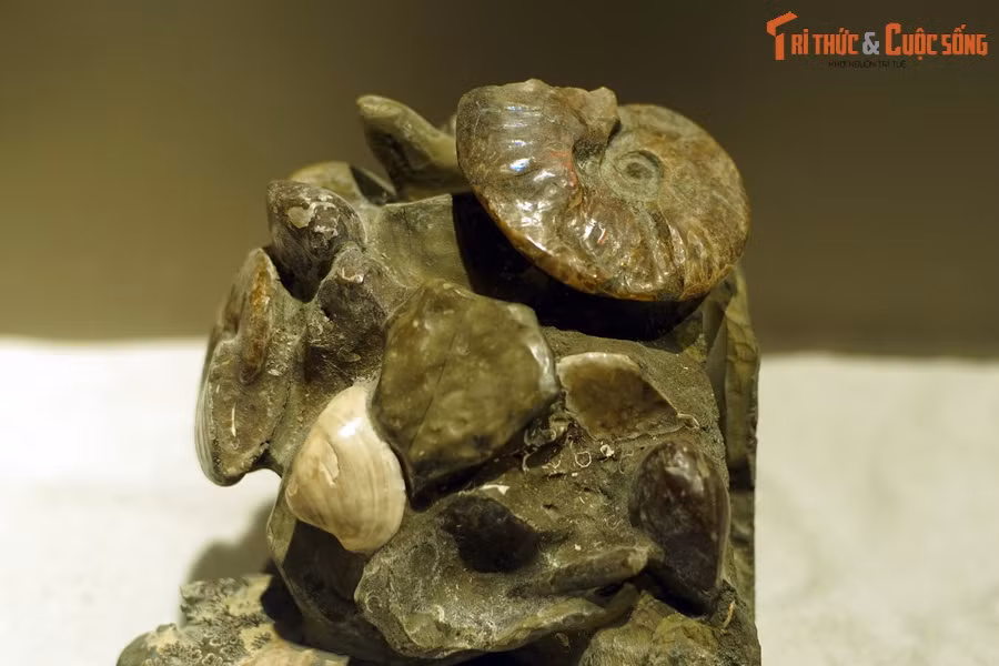 Do thói quen bơi lội tự do hoặc trôi nổi trên bề mặt biển nên khi chết đi, cúc đá sẽ rơi xuống đáy biển và dần bị chôn vùi trong lớp trầm tích tích tụ.