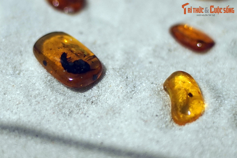 Theo tài liệu của Bảo tàng Hóa thạch Hà Nội, hổ phách là nhựa thông hóa thạch. Nhựa thông hoạt động như một phản ứng bảo vệ của cây. Khi cây có vết thương (gãy cành) hoặc bị côn trùng, nấm tấn công, lớp nhựa đặc này sẽ tiết ra để bịt vết thương lại và ngăn ngừa tổn thương.