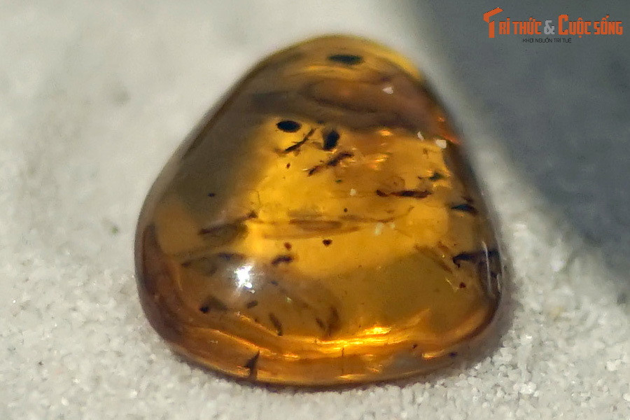 Nhựa thông dẻo và lỏng, thu hút côn trùng vì vị ngọt của nó, trong quá trình chảy ra và lăn xuống đất, nhựa cây tươi đã cuốn theo những mảnh thực vật, côn trùng bám vào.