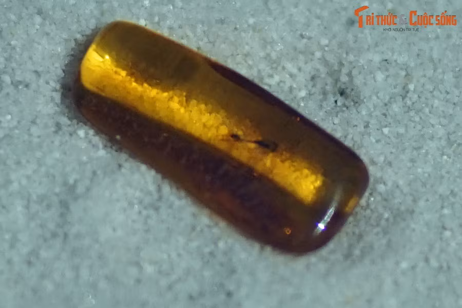 Qua nghiên cứu hổ phách, các nhà khoa học đã xác định được hơn 1.300 loài sinh vật đã từng tồn tại trên Trái đất.