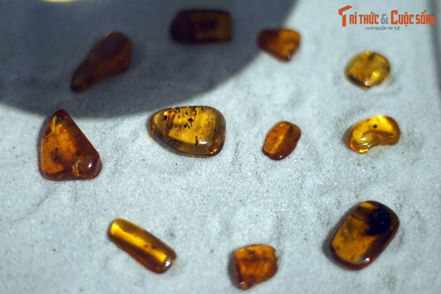 Đây là những mẫu hổ phách chứa côn trùng cổ xưa thuộc sở hữu của Bảo tàng Hóa thạch Hà Nội. Các hiện vật này đang được trưng bày trong triển lãm "Lịch sử hình thành Trái Đất thông qua bộ sưu tập hiện vật hóa thạch" tại tầng 3 của Bảo tàng Hà Nội.