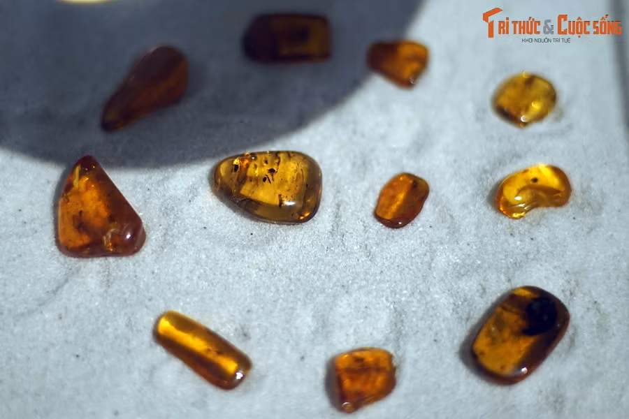 Đây là những mẫu hổ phách chứa côn trùng cổ xưa thuộc sở hữu của Bảo tàng Hóa thạch Hà Nội. Các hiện vật này đang được trưng bày trong triển lãm "Lịch sử hình thành Trái Đất thông qua bộ sưu tập hiện vật hóa thạch" tại tầng 3 của Bảo tàng Hà Nội.