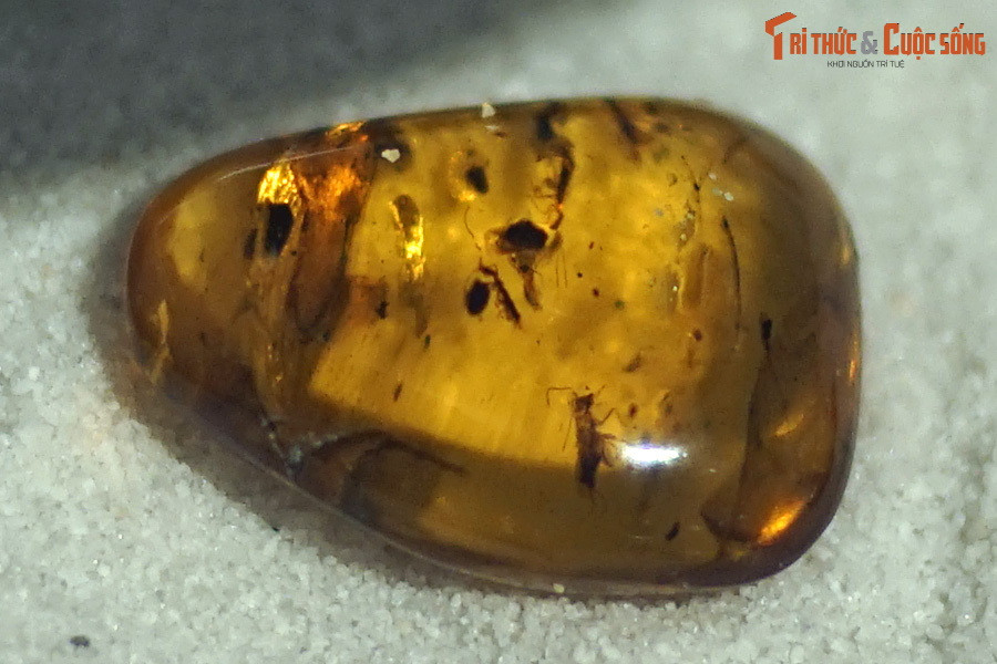 Những mẫu hổ phách có niên đại xa xôi nhất được phát hiện đã hình thành vào kỷ Carbon sớm, cách đây khoảng 320 triệu năm, rất lâu trước khi khủng long xuất hiện.