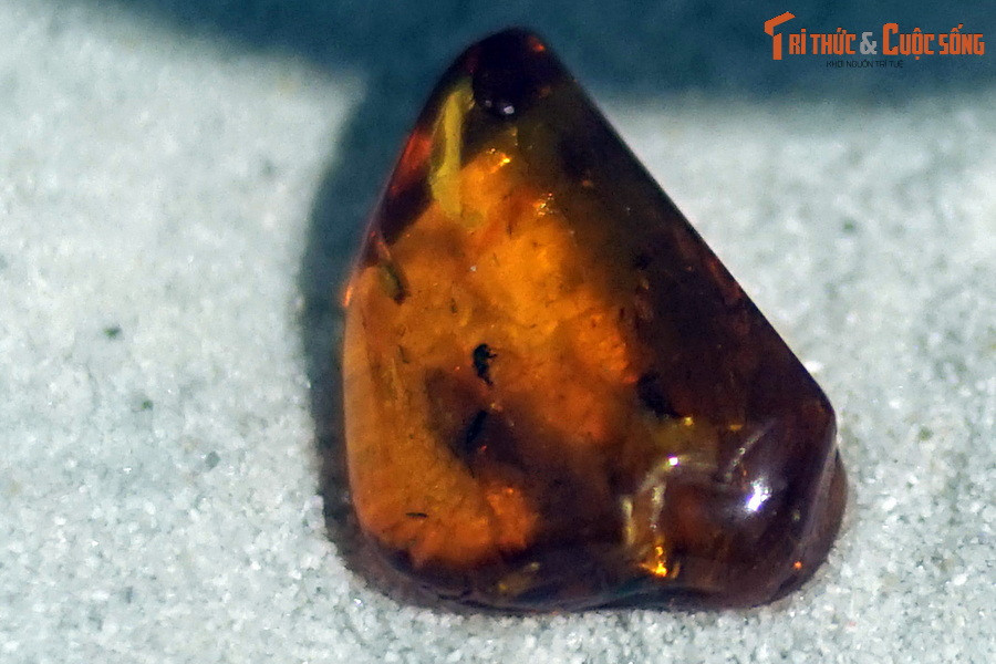 Hiện tại, bộ sưu tập hổ phách của Bảo tàng Hóa thạch Hà Nội đến từ hai vùng lớn, đầu tiên là vùng biển Baltic (miền Đông nước Đức, Ba Lan và Nga). Các mẫu vật ở đây có tuổi từ 27-48 triệu năm.