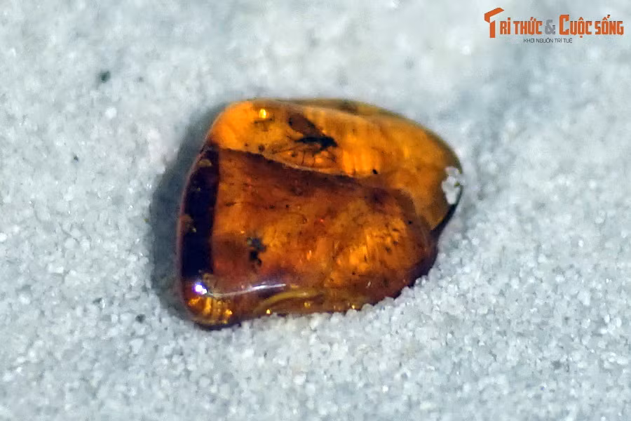 Trong điều kiện thích hợp nhựa cây cứng lại, được bảo tồn trong trầm tích và hóa thạch, trở thành hổ phách. Chúng thường được gặp dưới dạng khối nhựa cứng hoặc nhũ đá có màu vàng trong suốt.