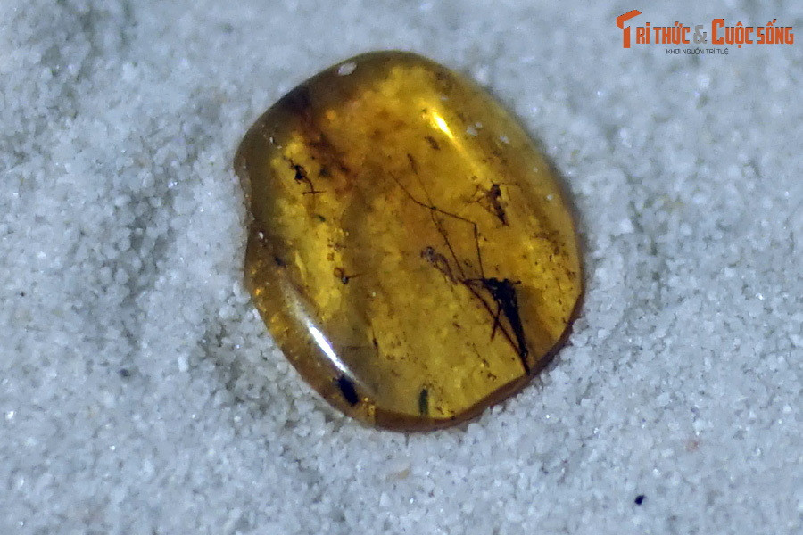 Hổ phách chính là giọt thời gian lưu giữ lại lịch sử của Trái đất bởi những dấu vết sinh vật mắc kẹt trong hổ phách không bị ảnh hưởng bởi các tác nhân vật lý và hóa học của môi trường nên giữ được nguyên vẹn từ hình dạng tới cấu trúc ban đầu.